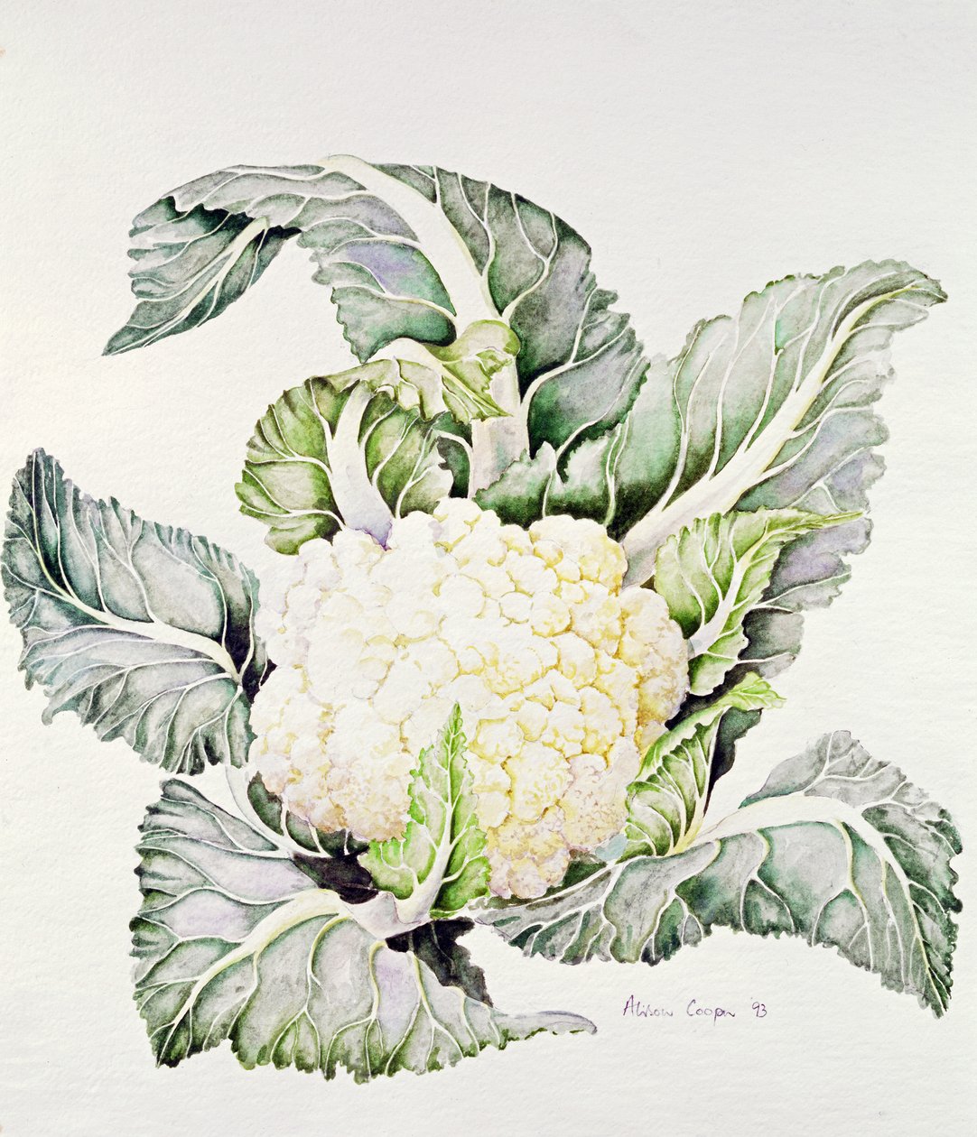 Blomkålstudie, 1993 av Alison Cooper