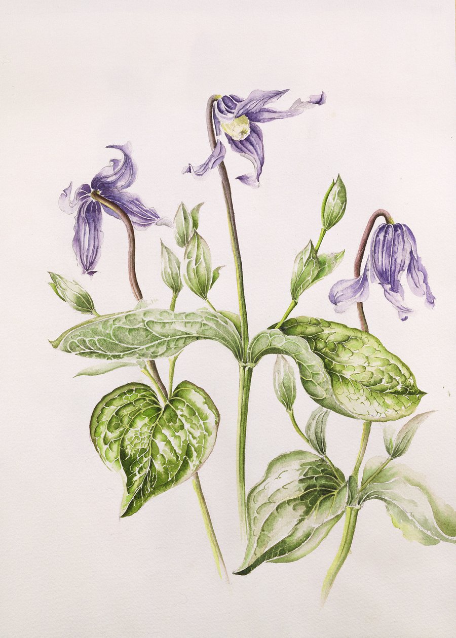 Clematis Integrifolia av Alison Cooper