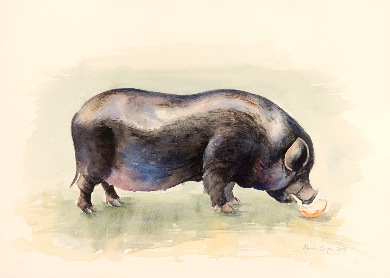 Italian Black Pig , 2014, akvarell av Alison Cooper