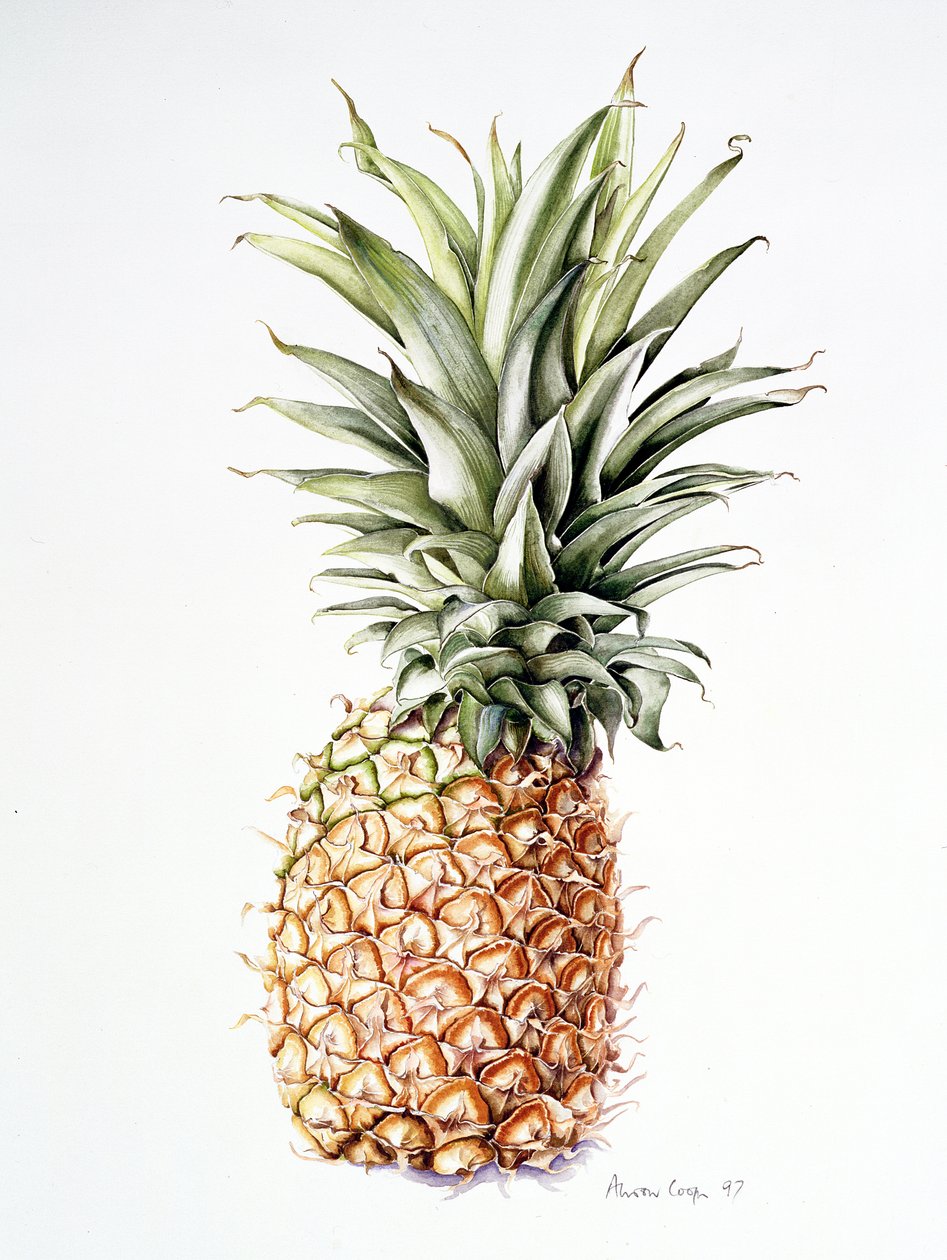 Ananas, 1997 av Alison Cooper