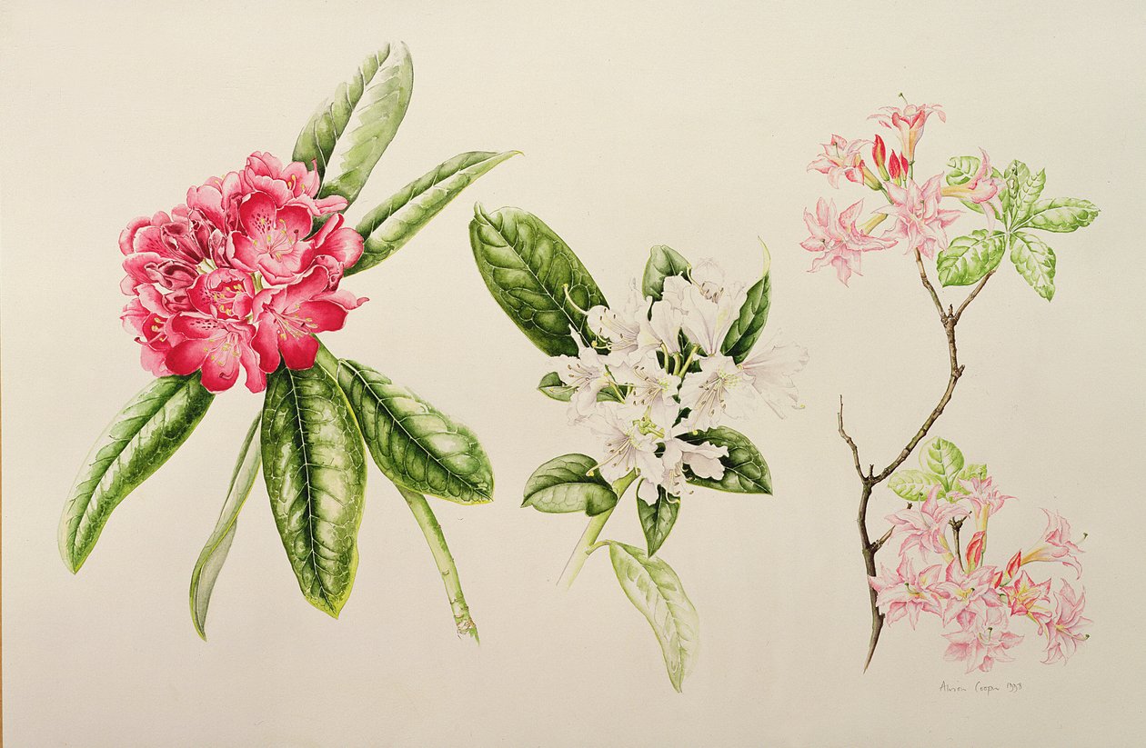 Rhododendron, 1998 av Alison Cooper