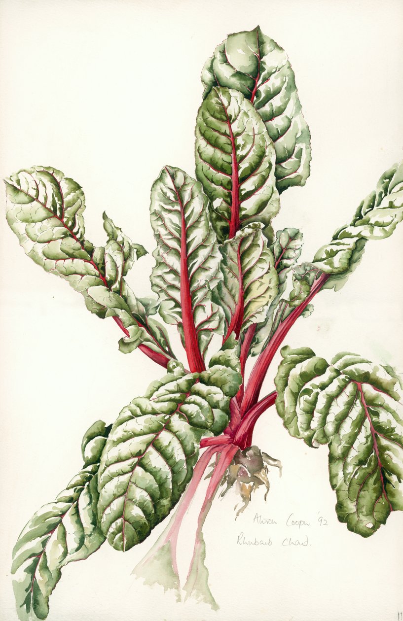 Rabarbra Chard, 1992 av Alison Cooper
