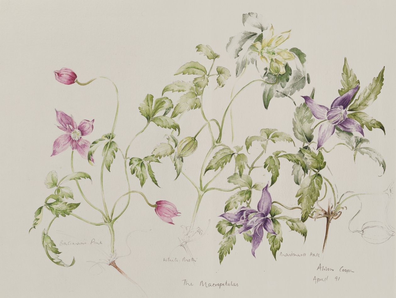 The Macropetala (qc) av Alison Cooper