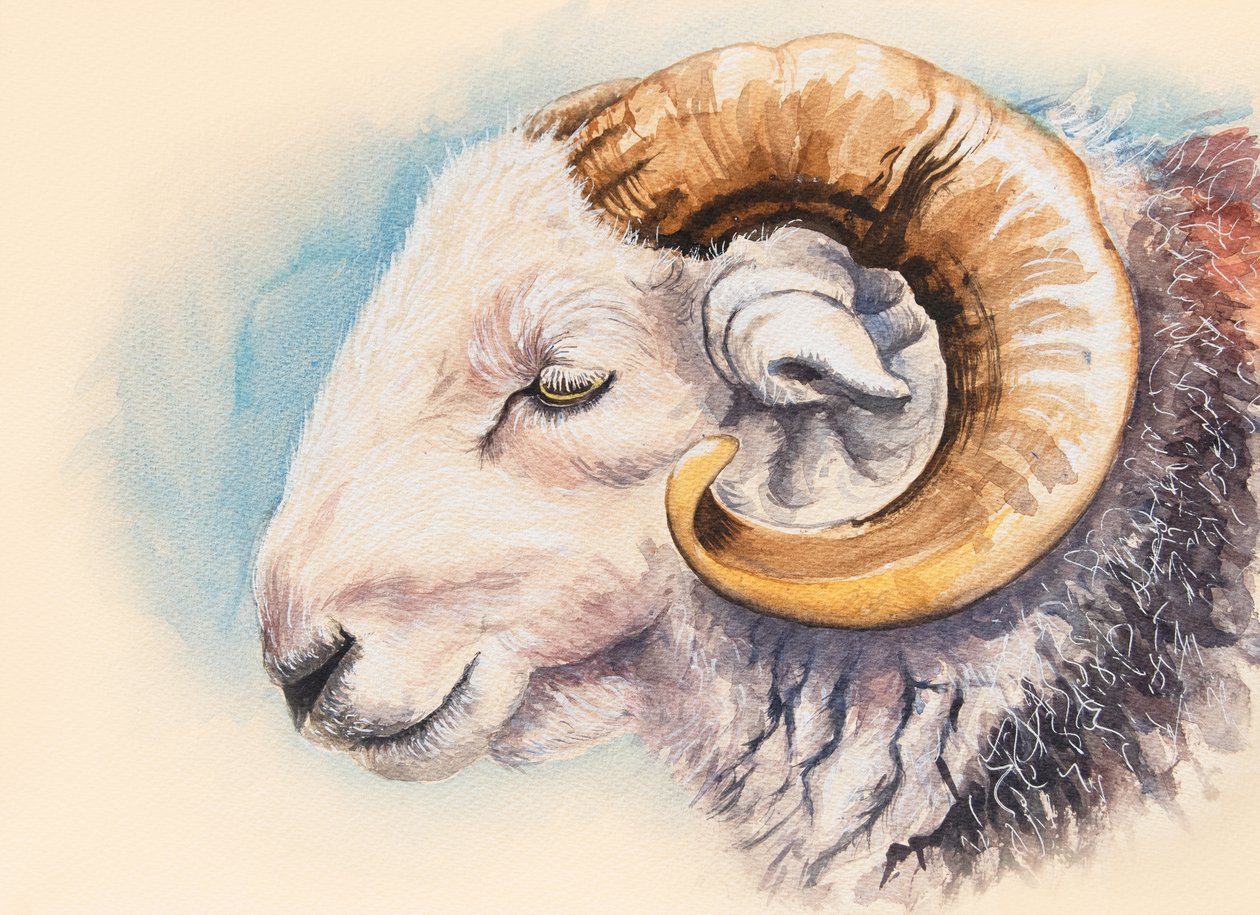 En Herdwick Ram av Alison Cooper