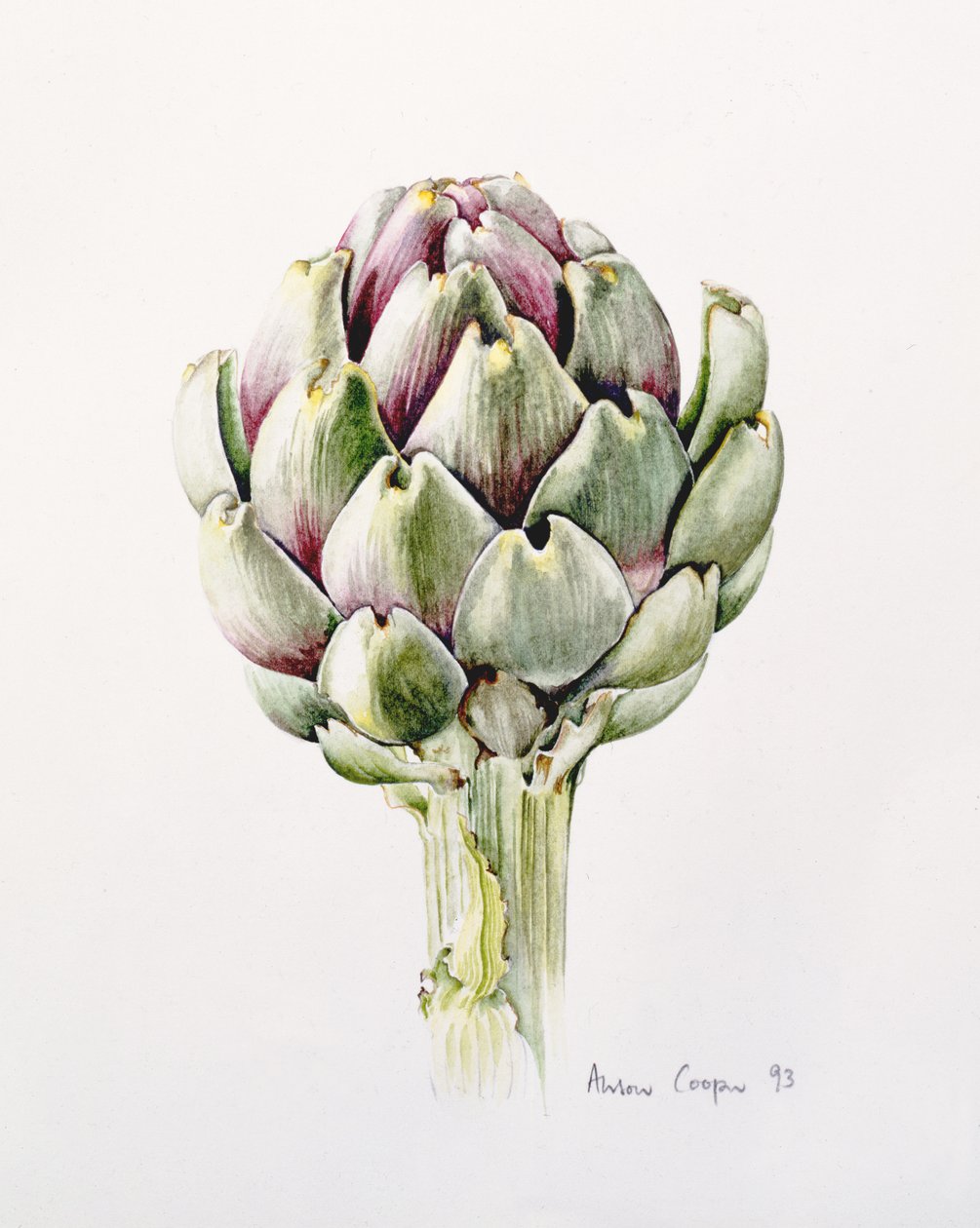 Artisjokkstudie, 1993 av Alison Cooper