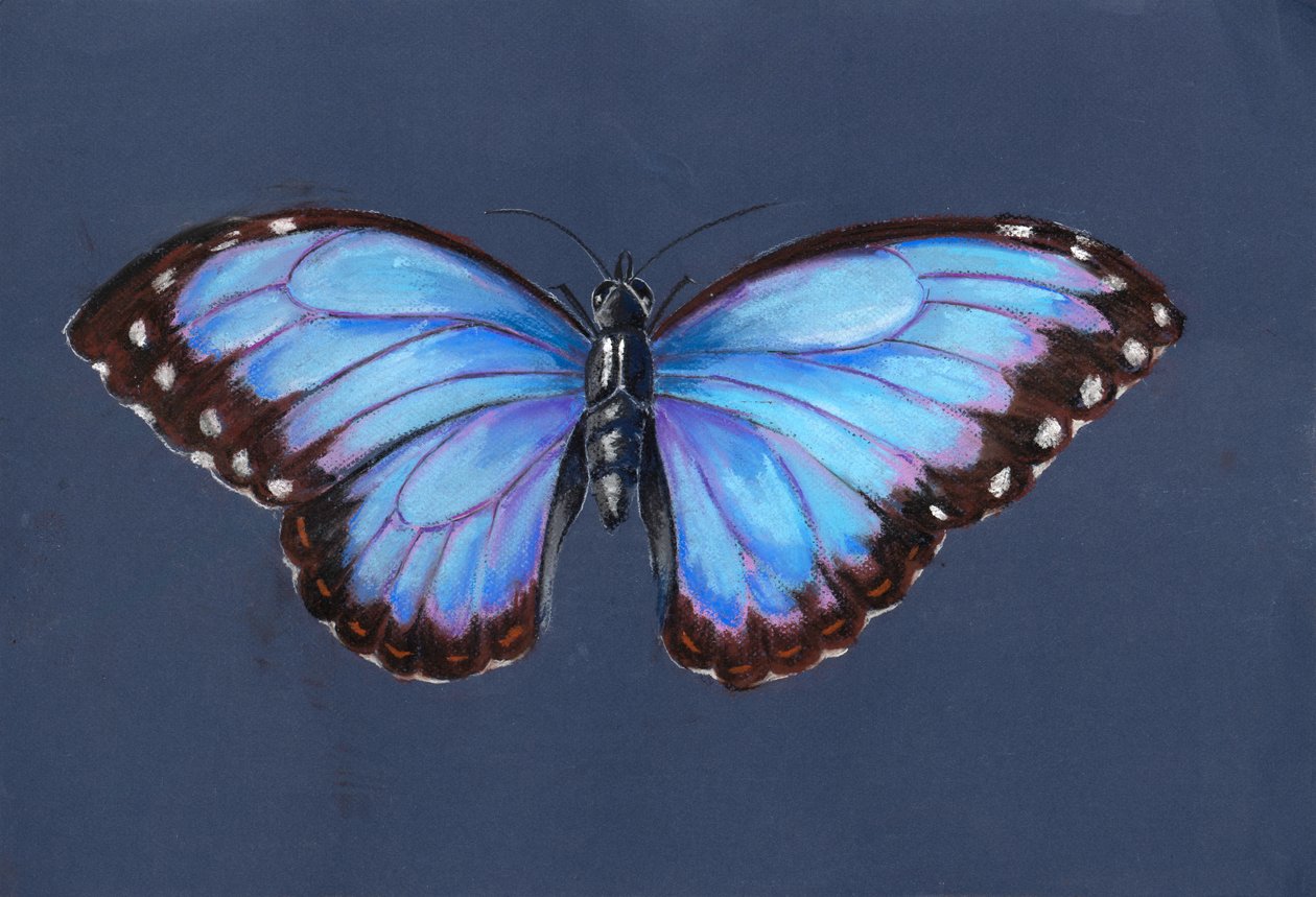 Blue Morpho Butterfly, 2019 (pastell) av Alison Cooper