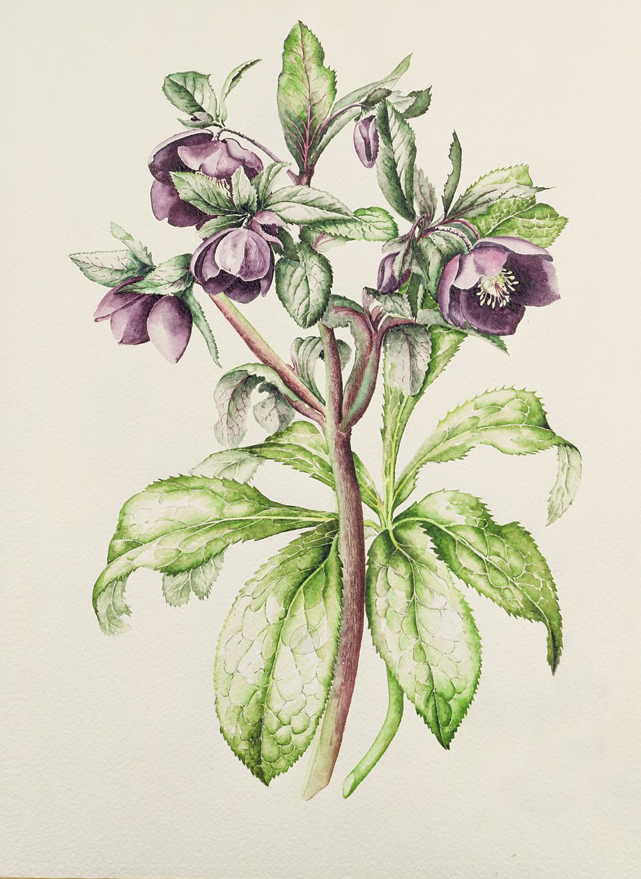 Helleborus Orientalis fra Helen Ballard (mørke lilla blomster) av Alison Cooper