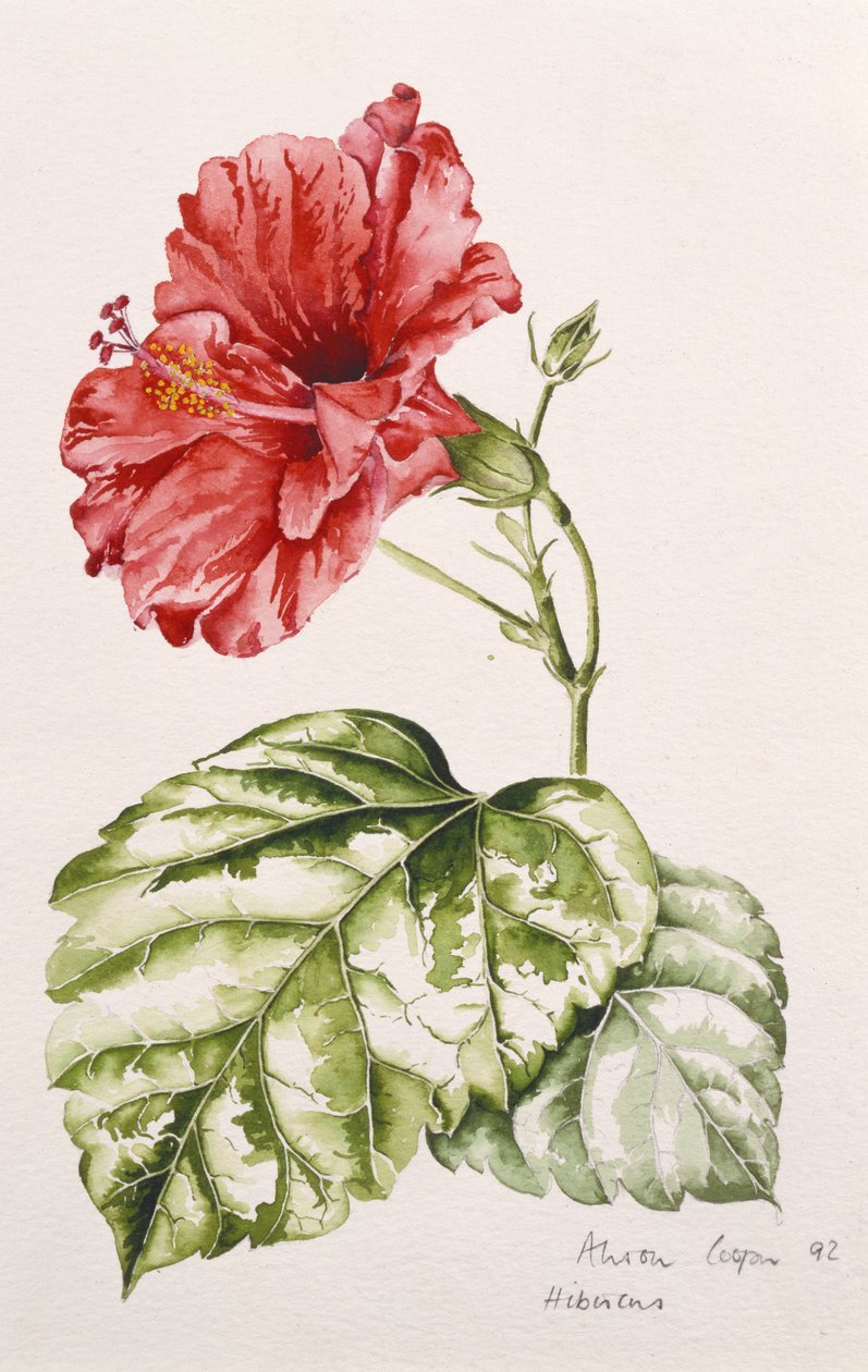 Hibiscus (rød), 1992 (wc) av Alison Cooper