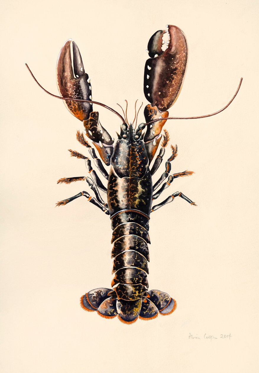 Hummer fra Solva, 2014, akvarell av Alison Cooper