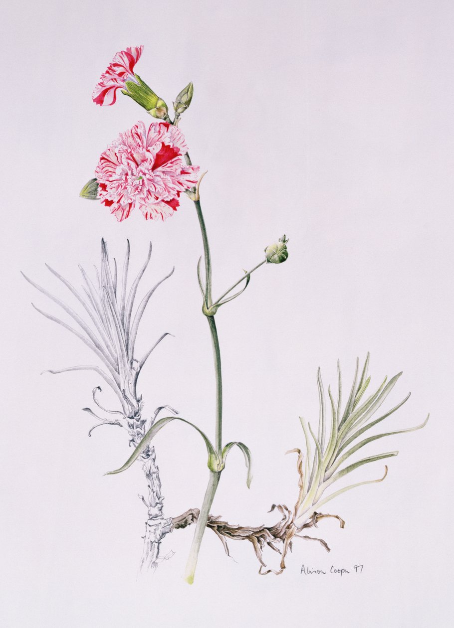 Old Variety of Dianthus, 1997 (wc på papir) av Alison Cooper
