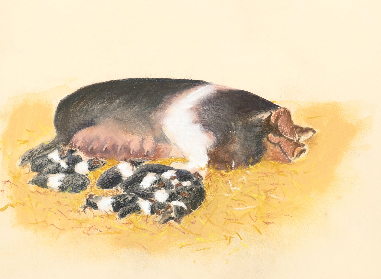 Saddlebacked purke og smågriser, 2019 (pastell) av Alison Cooper