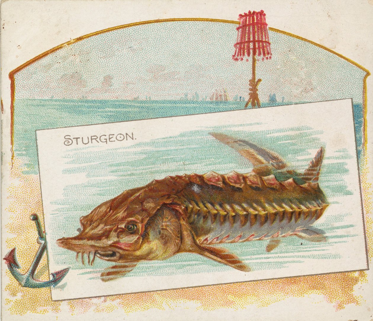 Sturgeon, fra Fish fra American Waters serie N39 for Allen & Ginter Cigarettes, 1889. av Allen and Ginter