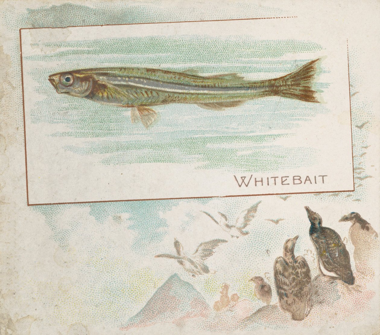 Whitebait, fra Fish fra American Waters serie N39 for Allen & Ginter Cigarettes, 1889. av Allen and Ginter