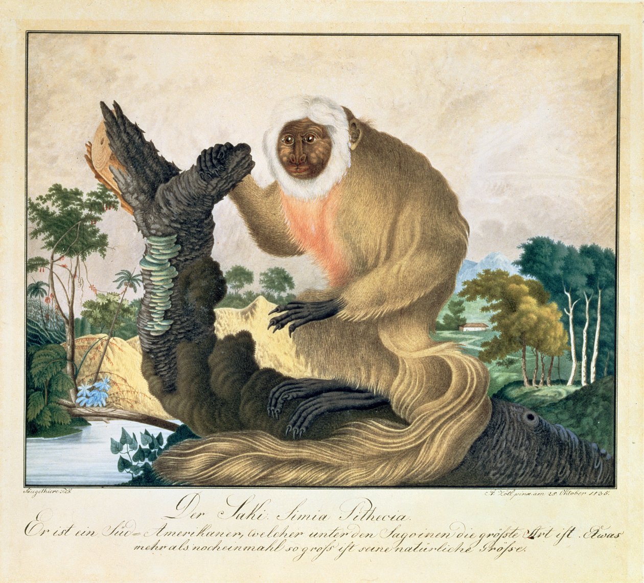 Saki-apen, 1835 av Aloys Zötl