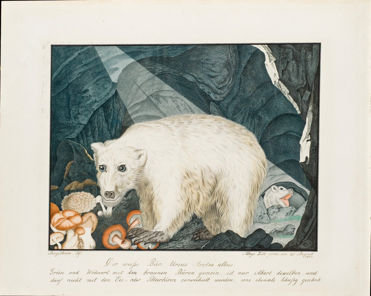 Den hvite bjørnen, 1844 av Aloys Zötl