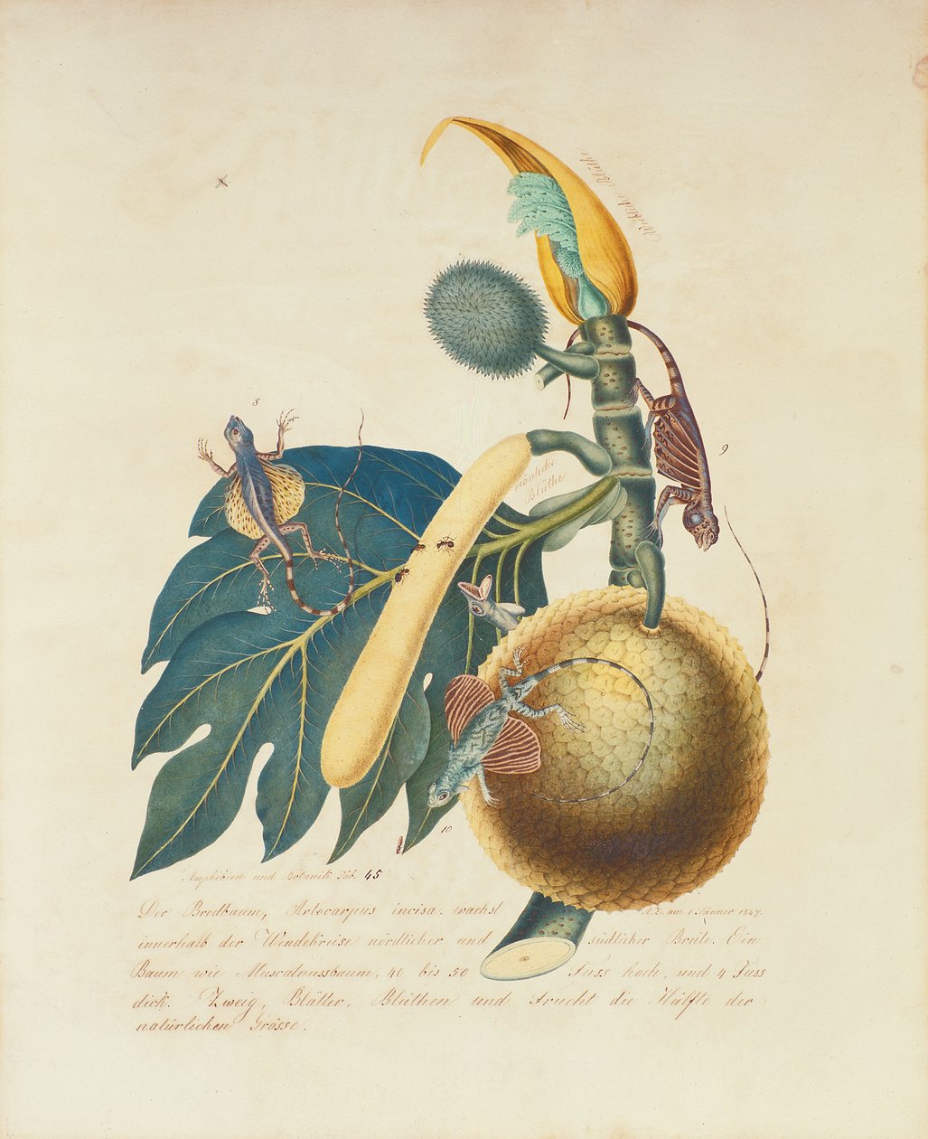 Der Broadbaum..., 1847 (wc på papir) av Aloys Zötl