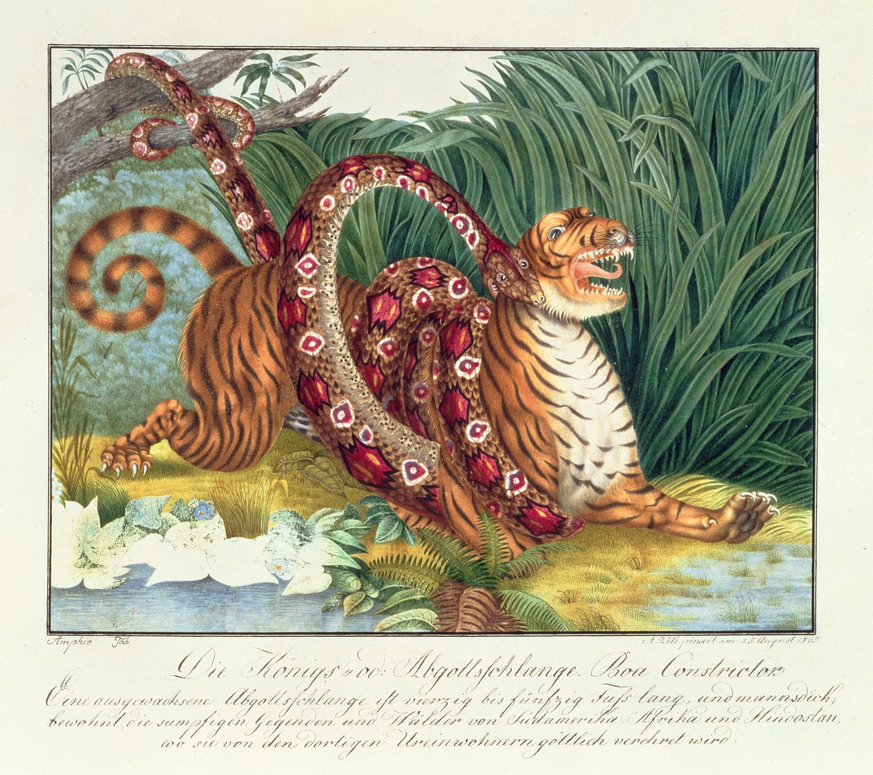 The Tiger and the Boa Constrictor, 1835 av Aloys Zötl