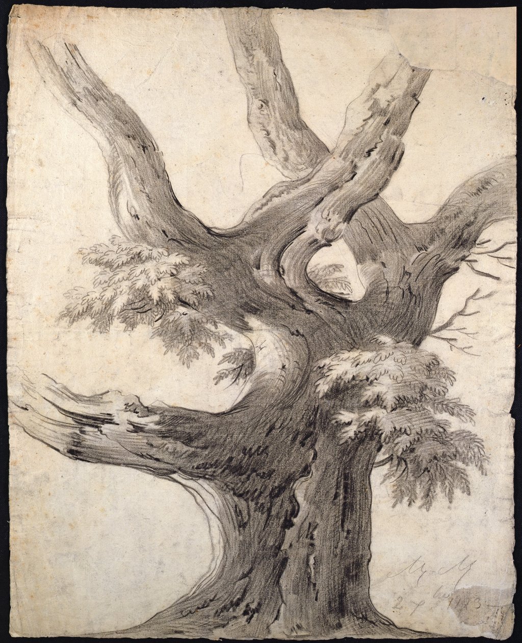 Studie av et tre, 1823 (kull på papir) av Alphonse Nicolas Michel Mandevare