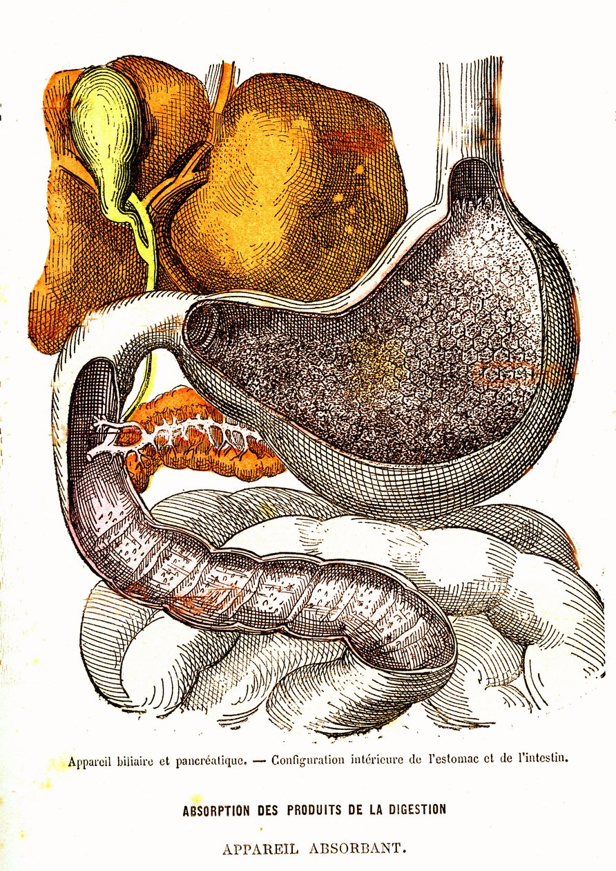 Biliary and Pancreatic System - Normal Life & Health av J. Rengade-Drawing av A. Demarle 1881 av Alphonse Demarle