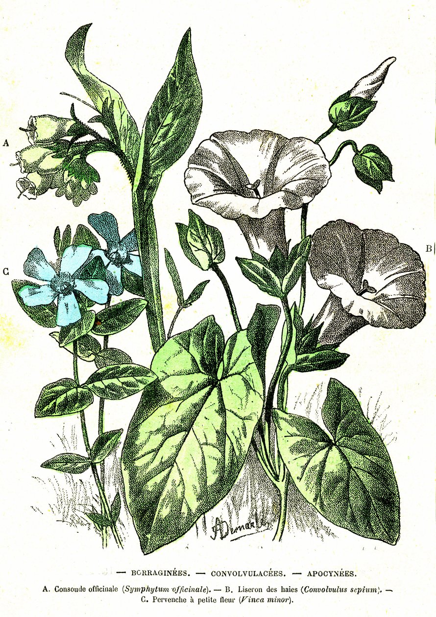 Borraginees, Convolvulacees, Apocynees: Natural Creation and Living Beings. Tegning av A. Demarle. 1885 av Alphonse Demarle