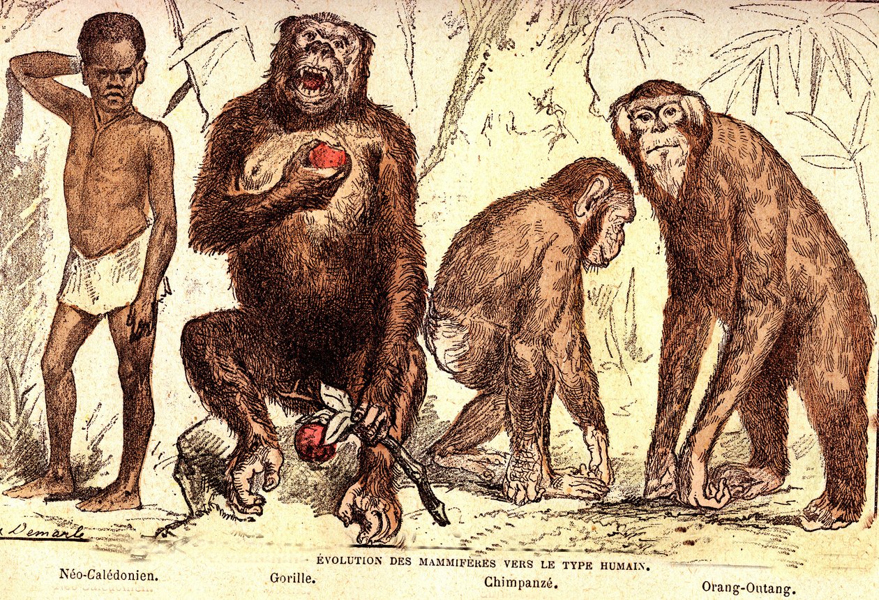 Evolusjon av pattedyr til mennesketypen: Naturlig skapelse og levende vesener (De Jules Rengade). Tegning av A. Demarle. 1885 av Alphonse Demarle