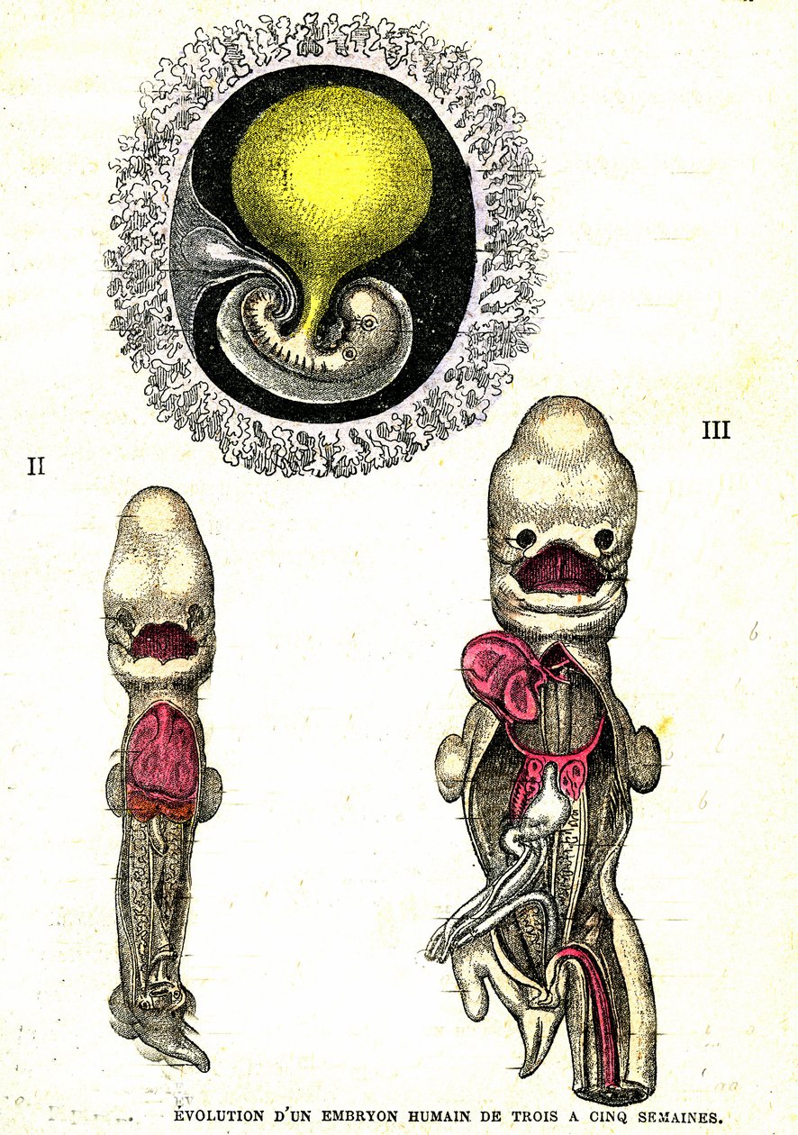 Evolusjon av det menneskelige embryoet: Naturlig skapelse og levende vesener (av Jules Rengade) av Alphonse Demarle