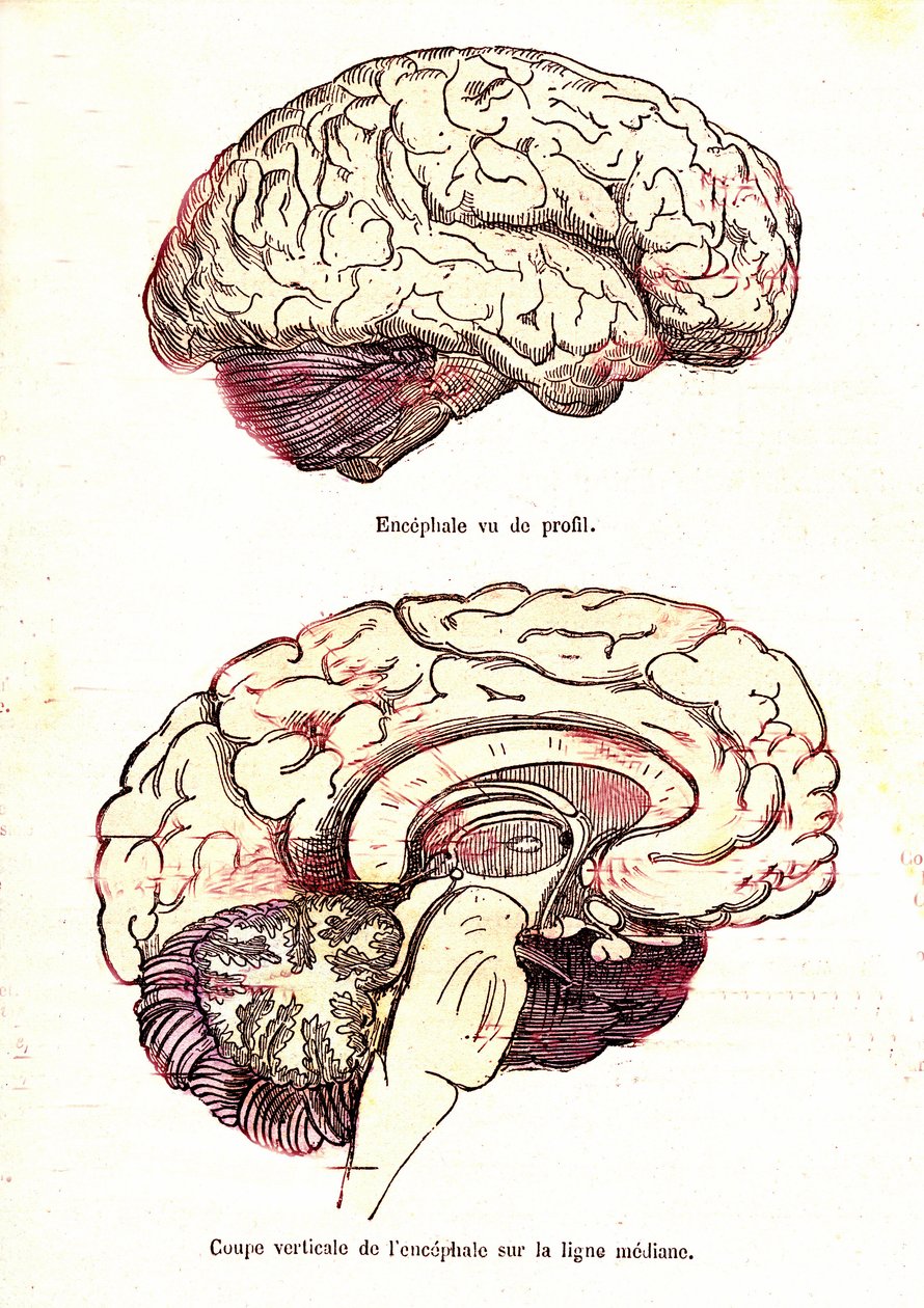 L'encephalus (J. Rengades normale liv og helse) - Fig du Top: profilvisning. Fig 2: Vertikalt snitt.Tegning A. Demarle 1881 av Alphonse Demarle