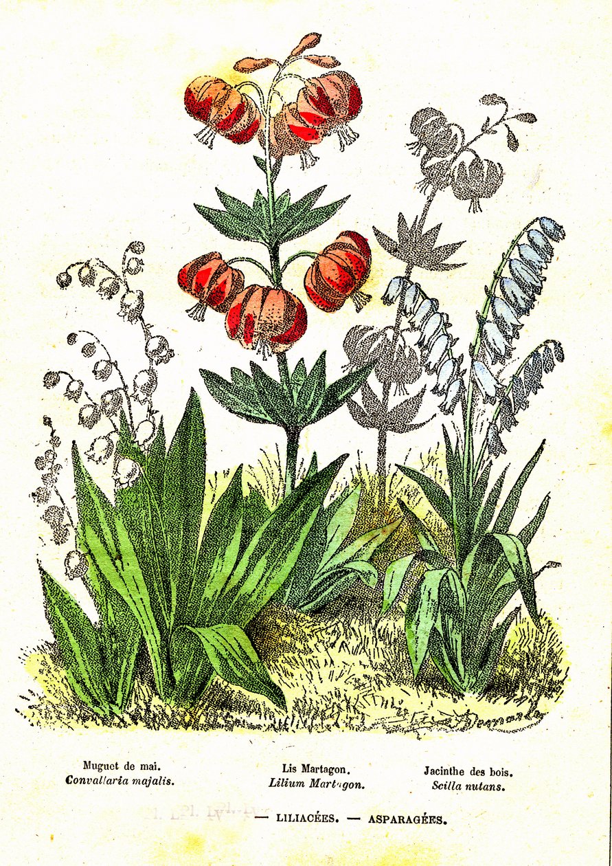 Liliacees, aspargees: naturlig skapelse og levende vesener. Tegning av A. Demarle. 1885 av Alphonse Demarle