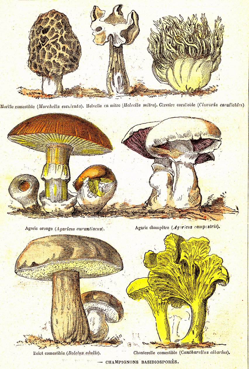 Sopp Basidiospores: Naturlig skapelse og levende vesener (De Jules Rengade). Tegning av A. Demarle. 1885 av Alphonse Demarle