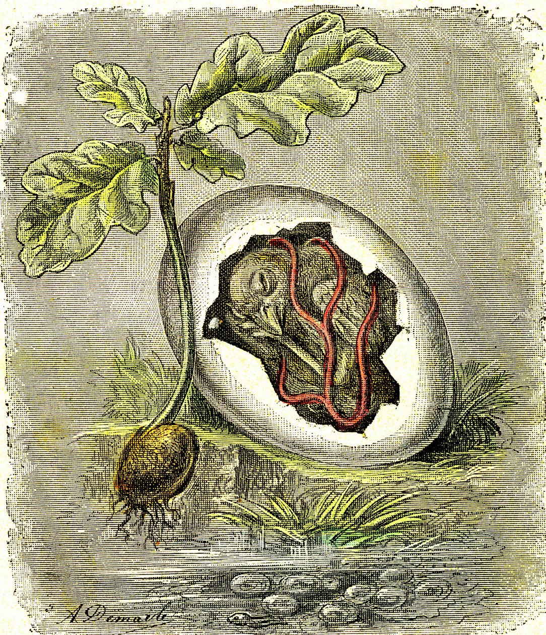Natur. Egg og frø: Første tilstand av organiserte vesener. Naturlig skapelse og levende vesener. (J. Rengade) tegning av A. Demarle. 1885 av Alphonse Demarle