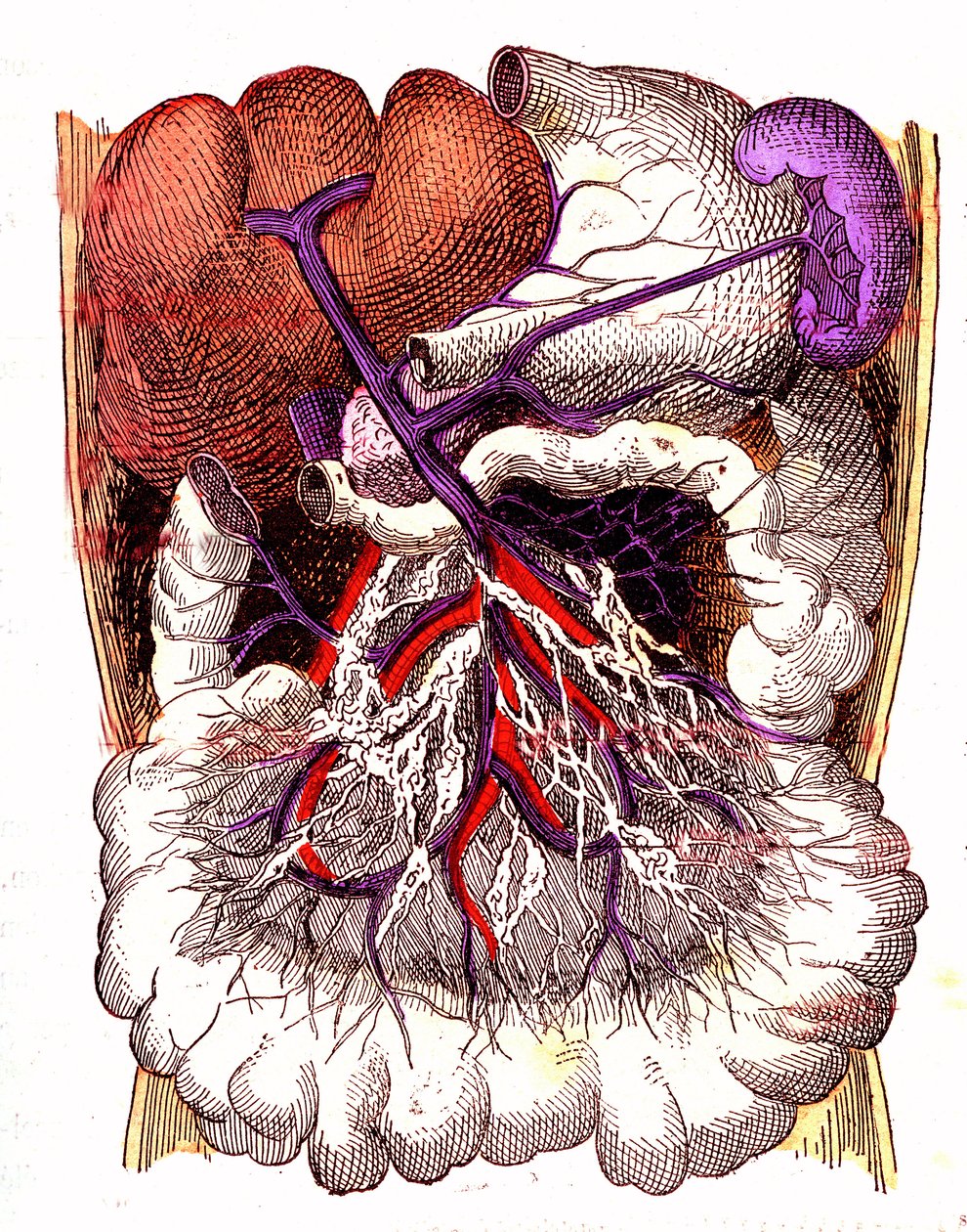 Organer for intestinal absorpsjon - J. Rengades normale liv og helse. Tegning av A. Demarle 1881 av Alphonse Demarle