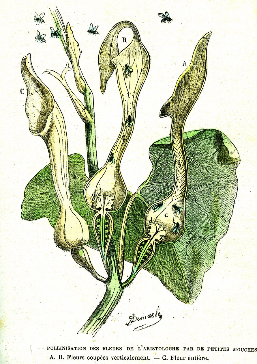 Pollinering av fluer av Aristoloche-blomster: Naturlig skapelse og levende vesener. Tegning av A. Demarle. 1885 av Alphonse Demarle