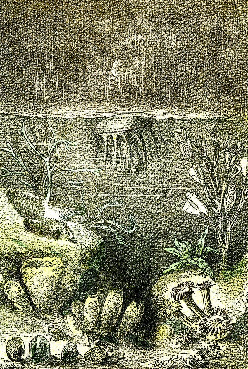Prehistoire-Terre et Mers: Begynnelsen av den siluriske perioden (J. Rengade. Tegning av Demarle. 1885 av Alphonse Demarle
