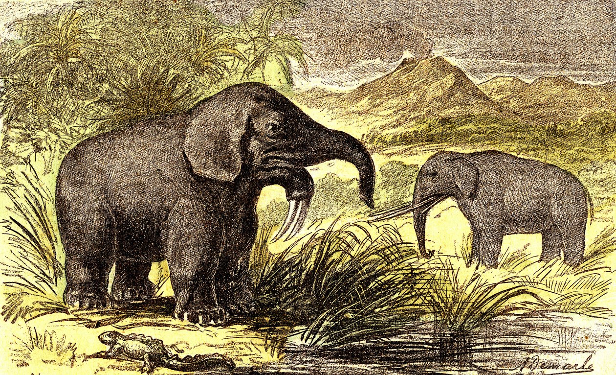 Forhistorie-miocen periode: Fra høyre til venstre: Dinotherum og Mastodonte. Naturlig skapelse og levende vesener. Tegning av A. Demarle. 1885 av Alphonse Demarle