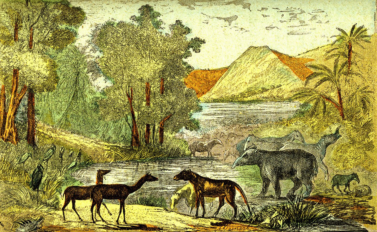 Forhistorie- Eocen periode: Fra høyre til venstre: Paloeotherium, Anoplotherium, Xiphodonts og fuglene Tantalus. Naturlig skapelse og levende vesener. Tegning A. Demarle. 1885 av Alphonse Demarle