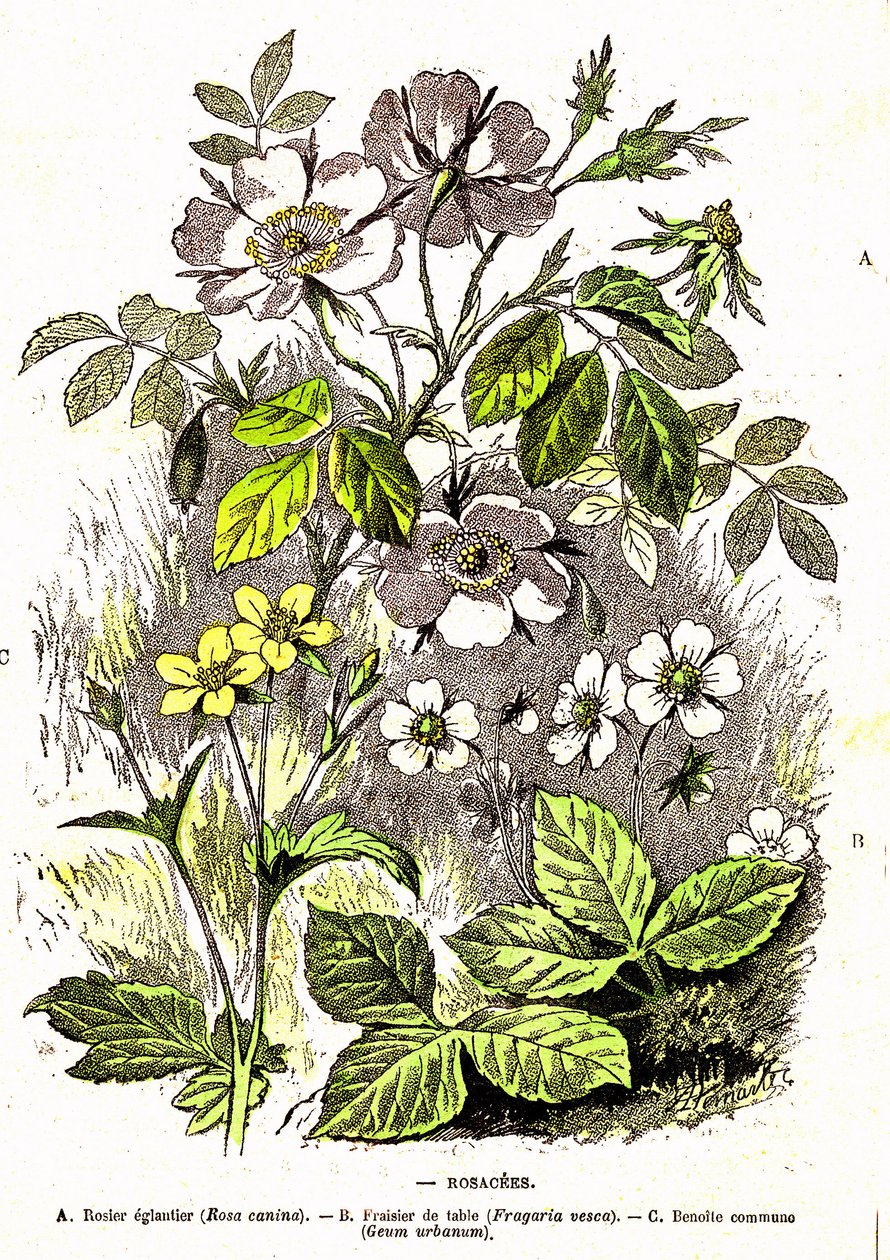 Rosacees - Naturlig skapelse og levende vesener: Tegning av A. Demarle. 1885 av Alphonse Demarle