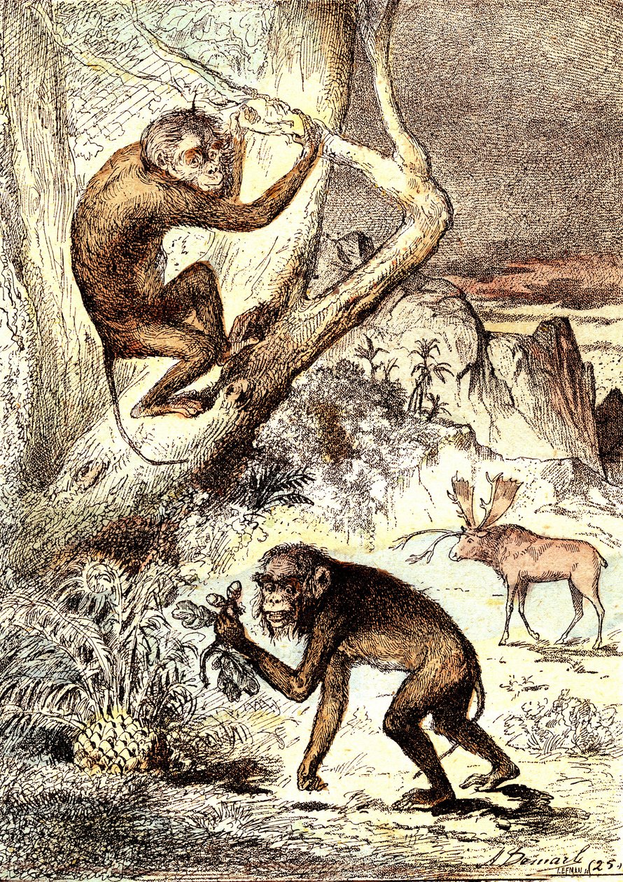 De katarhinske apene (miocenperioden): Semnopitheques. J. Rengades naturlige skapelse og levende vesener. Tegning A. Demarle av Alphonse Demarle