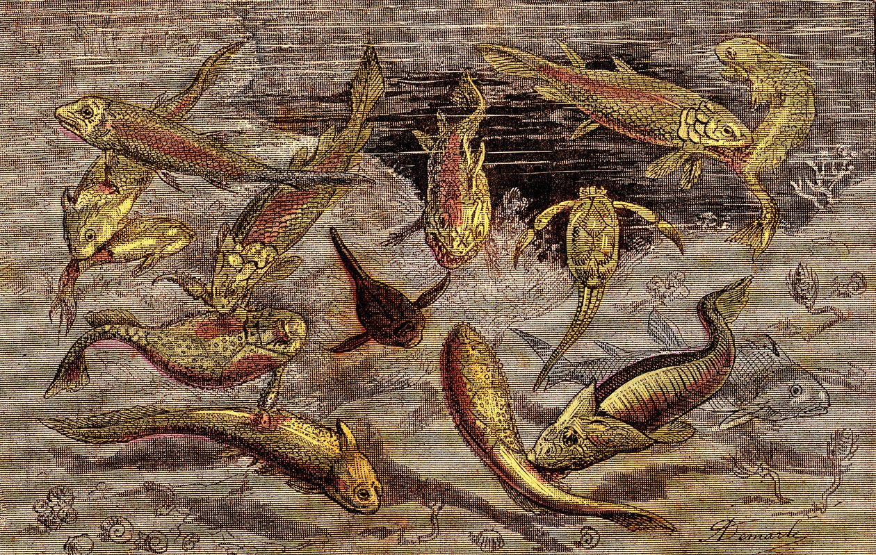 The Devonian Times (Prehistory) Levende vesener: Kampen for eksistensen av levende vesener. Naturlig skapelse. Tegning A. Demarle. 1885 av Alphonse Demarle
