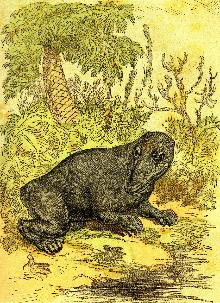 The Labyrinthodonte (Amfibie): Amfibie fra kullperioden. Naturlig skapelse og levende vesener. Tegning A. Demarle 1885 av Alphonse Demarle