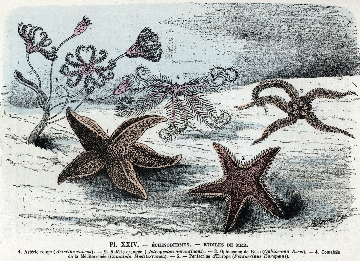 Zoologisk bord; pigghud, sjøstjerner (asterier, ophiocoma, comatum og pentakrin) (Zoologisk plate: sjøstjerner) Gravering fra "" L