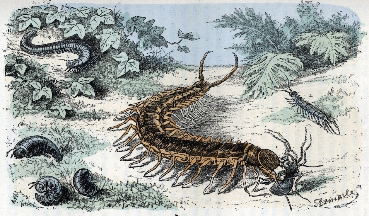 Zoologisk kart: Insekter Myriapodes (tusenbein eller tusenbein) (Zoologisk plate: Myriapoda) Gravering fra «Man and Nature» av Rengade av Alphonse Demarle