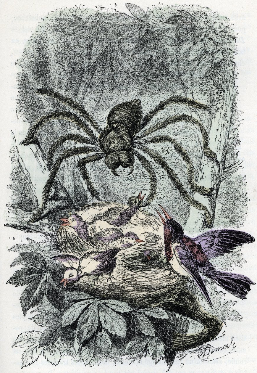 Zoologisk kart: edderkoppdyr, avicular mygalus overrasker et fuglefluereir (Zoologisk plate: edderkoppdyr, Avicularia) Gravering fra «Man and Nature» av Rengade av Alphonse Demarle