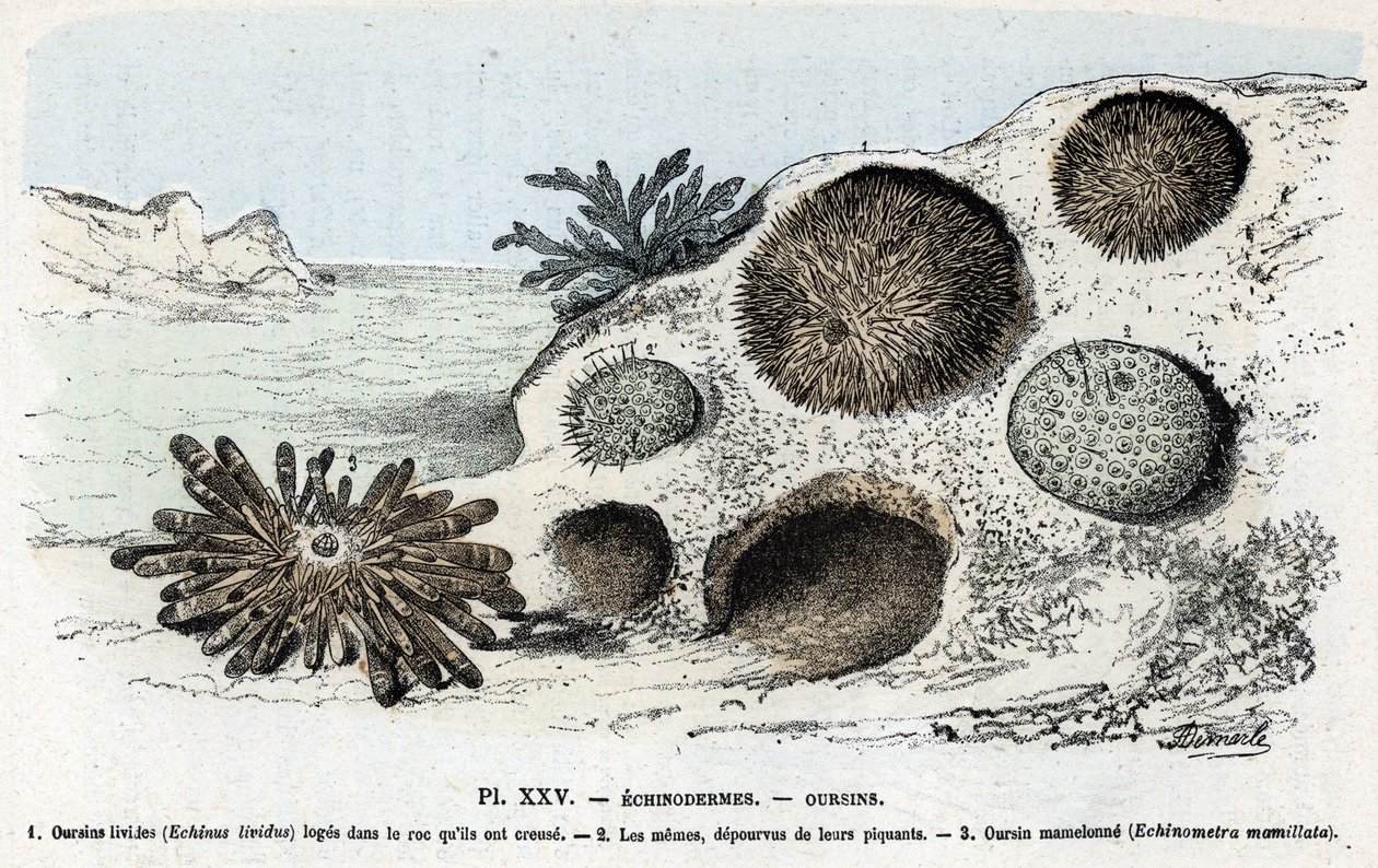 Zoologisk kart: pigghuder, kråkeboller (Zoologisk plate: Pigghuder, kråkeboller) Gravering fra “” L