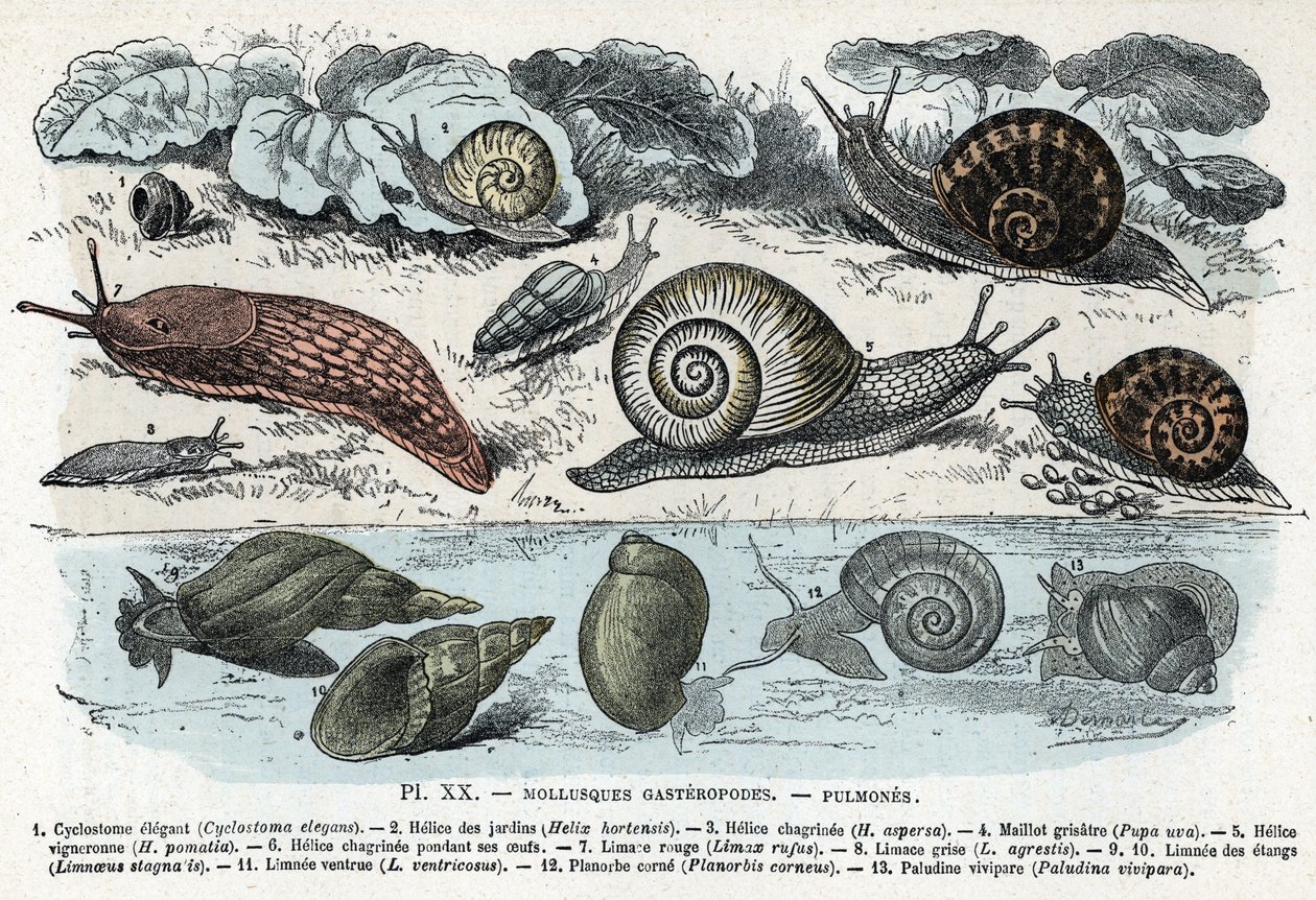 Zoologiske diagram; gasteropoder bløtdyr, lunger (cyclostoma, hagesnegl, rød snegl, grå snegl, limnee, planorb, paludine...) (Zoologisk plate: gastropod bløtdyr som snegl, cyclostoma, planorb, limnea) Gravering fra "" L