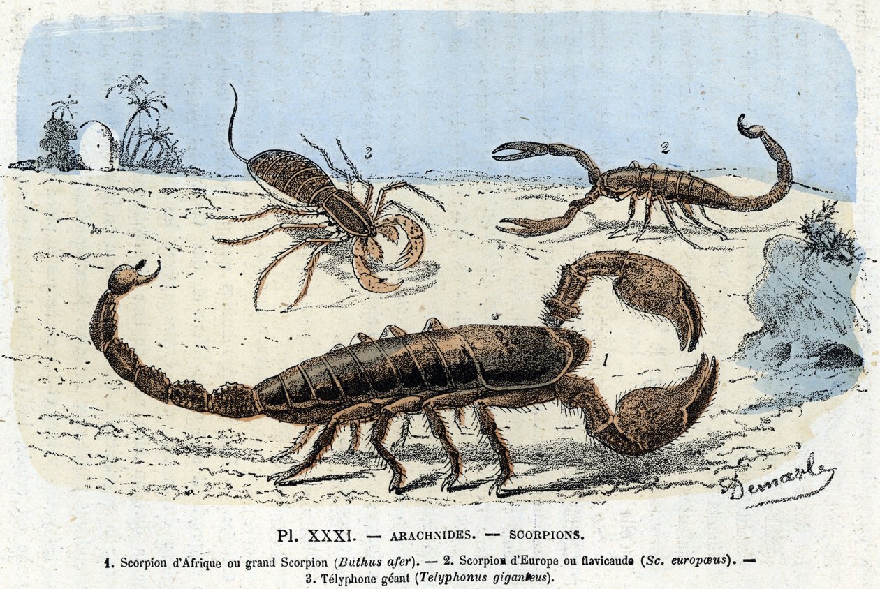 Zoologisk plate; edderkoppdyr, afrikanske skorpioner, europeisk skorpion, telefon) (Zoologisk plate: Arachnid, scorpion) Gravering fra "" L