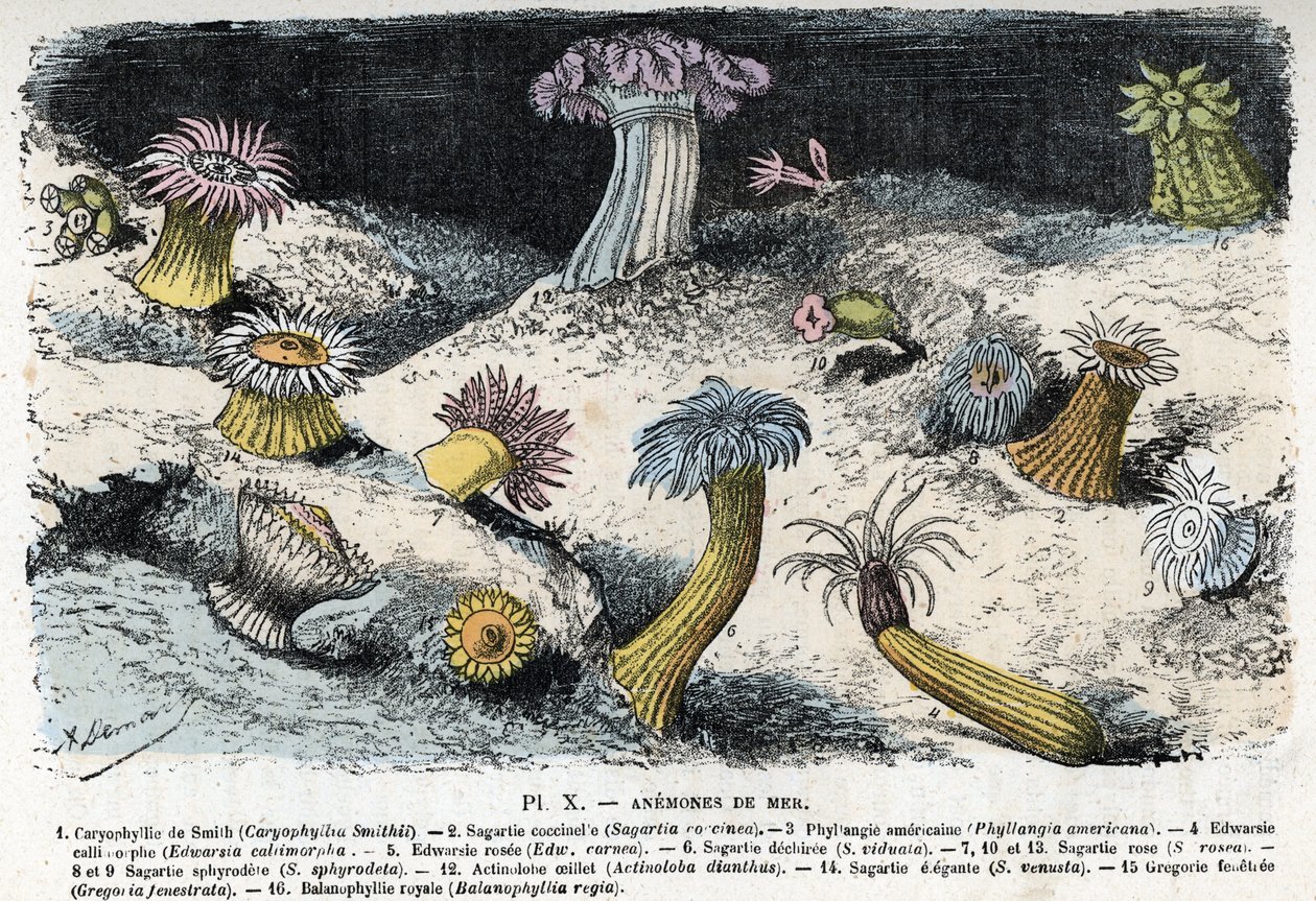 Zoologisk plate: sjøanemoner (Zoologisk plate: sjøanemoner) Gravering fra "" L