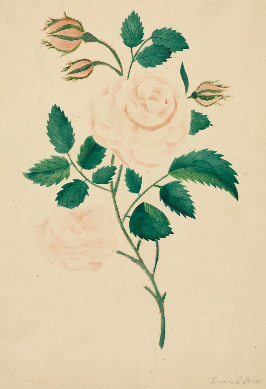  av Altha Mary Nims