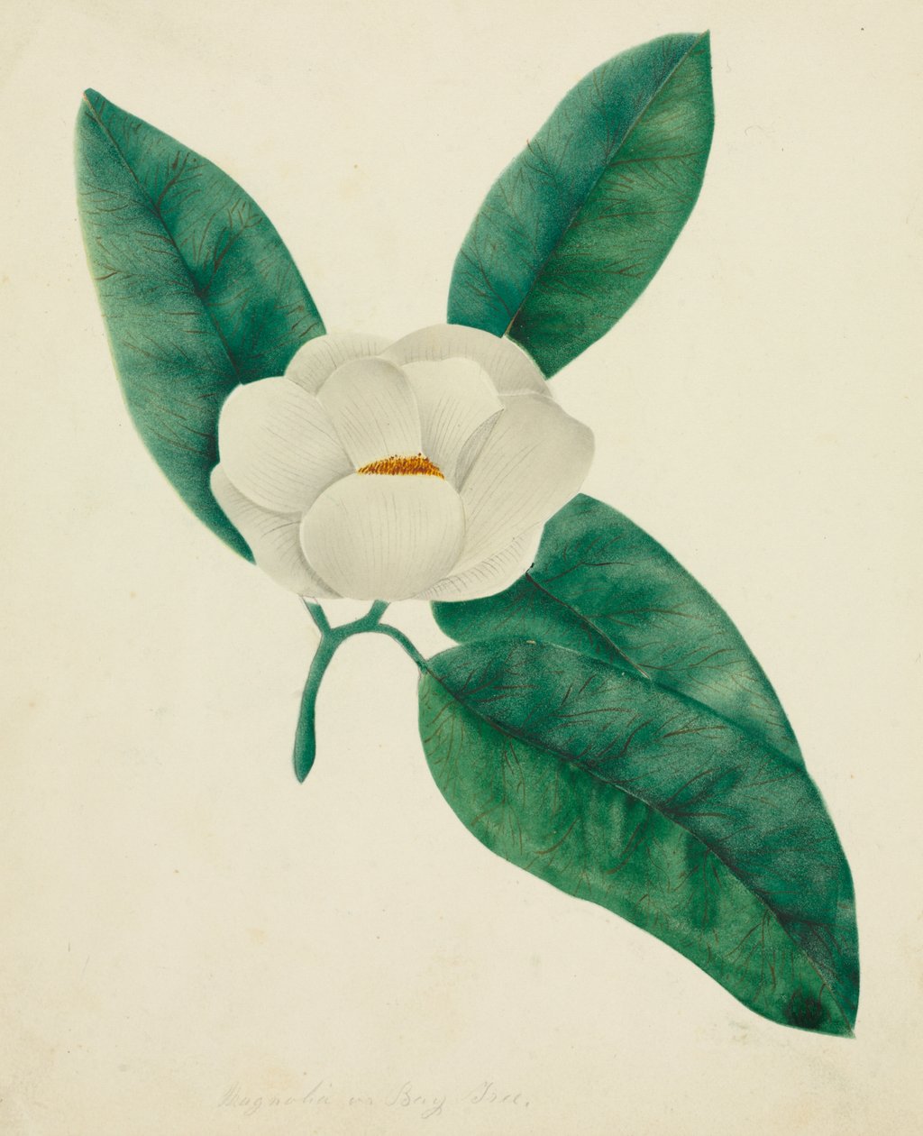  av Altha Mary Nims