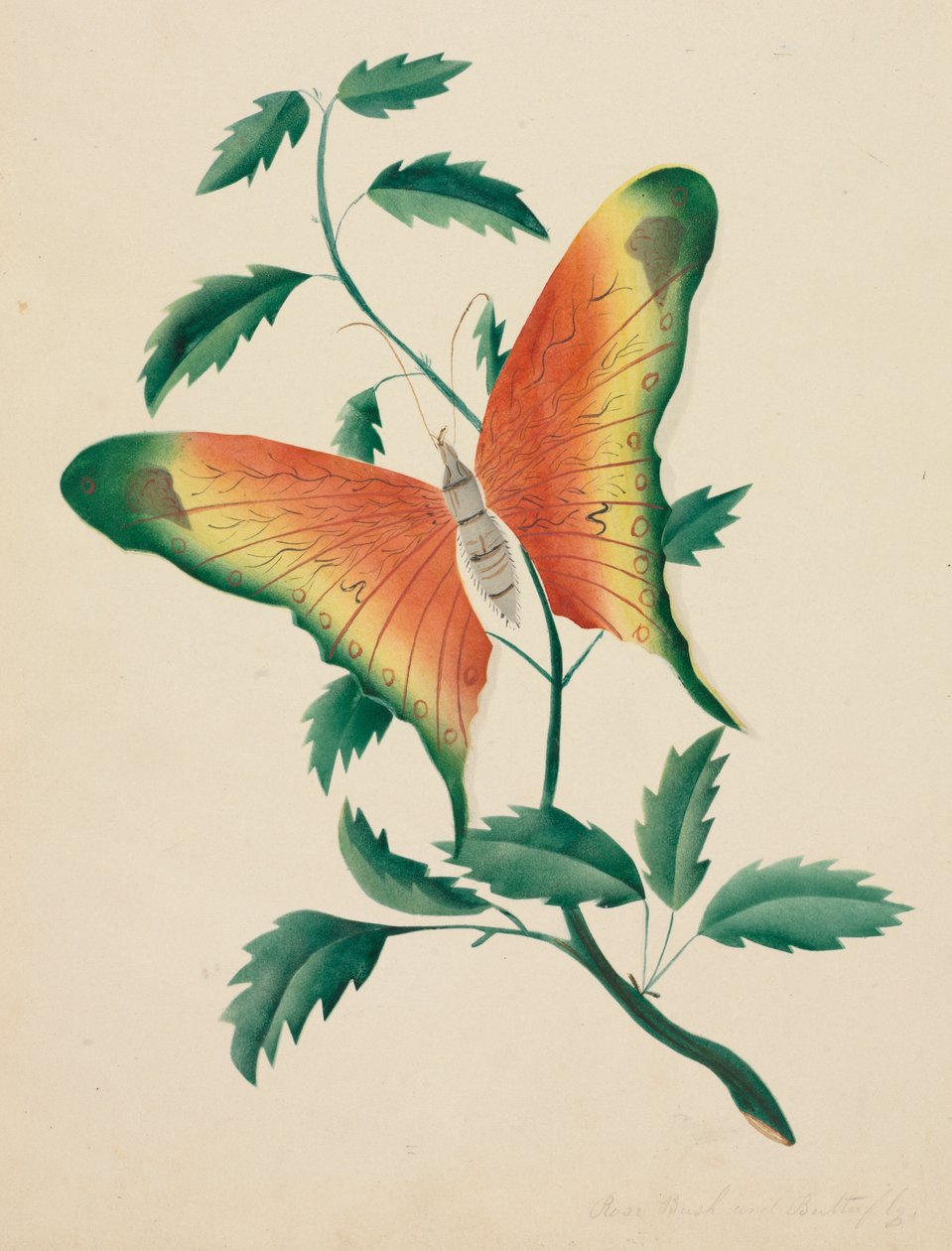  av Altha Mary Nims