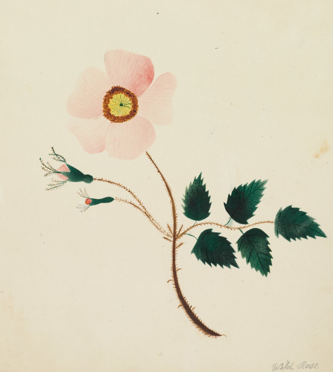  av Altha Mary Nims